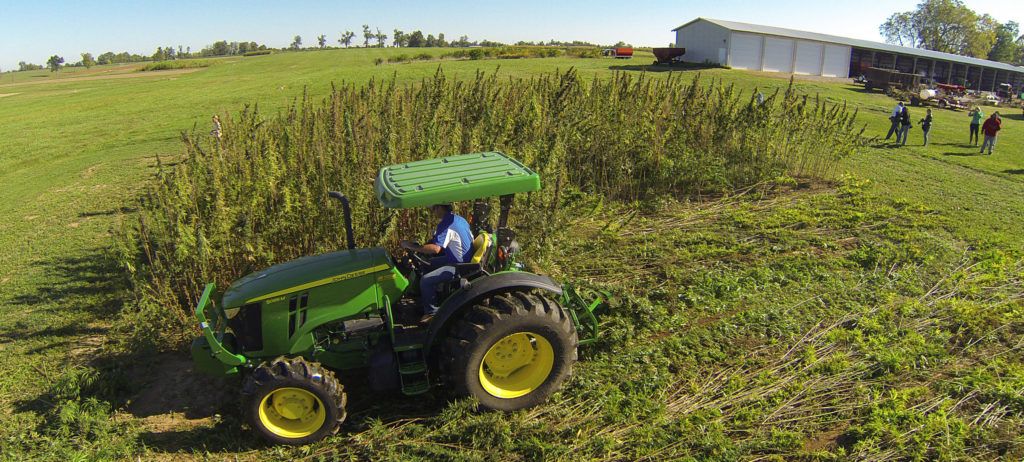 In September, University of Kentucky researchers harvested the first hemp crop in decades. Photo courtesy Matt Barton, UK College of Agriculture Communications Department. 