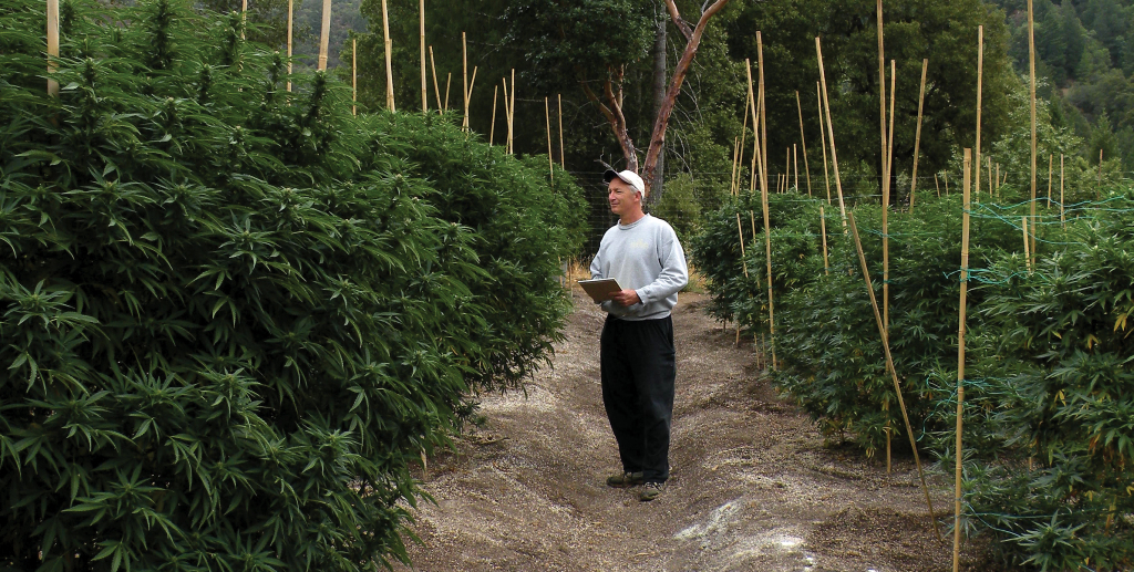 Chris Van Hook brings nearly 40 years of agriculture experience to the cannabis industry.