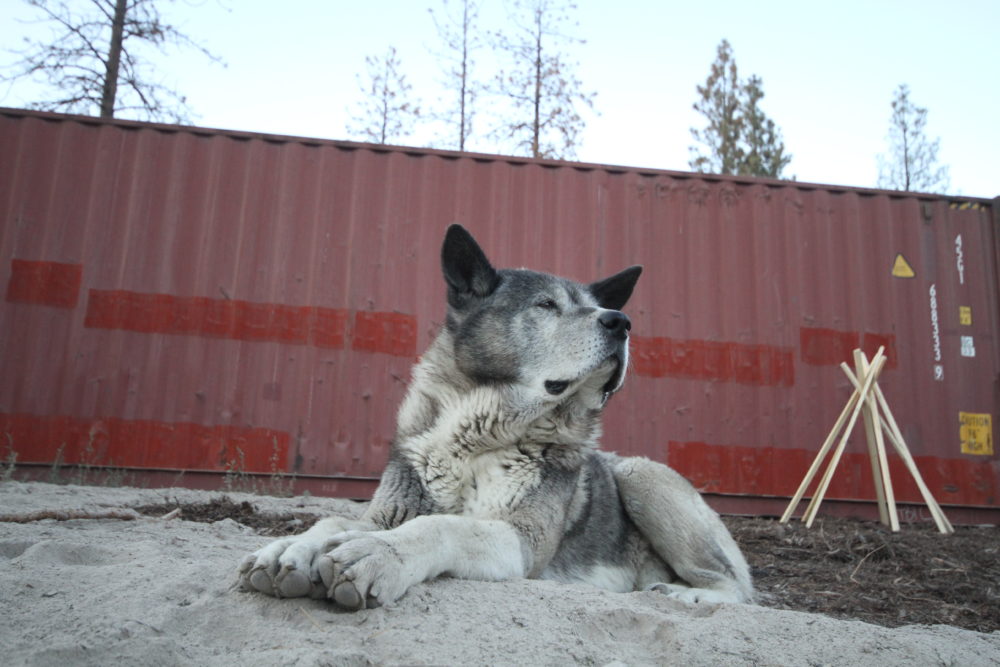 Grizz relaxes in the sun at Lady Buds Garden Club in Chelan, Washington. 