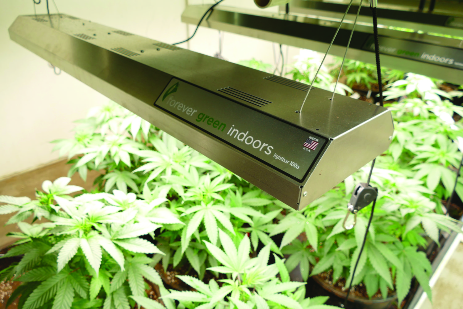 Forever Green Indoors Archives Marijuana Venture
