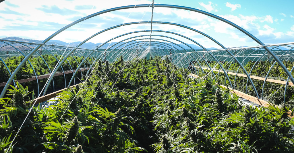 Prior to the fall harvest, CannaSol Farms was packed with flowering cannabis plants. Photo by Andre Dayani. 