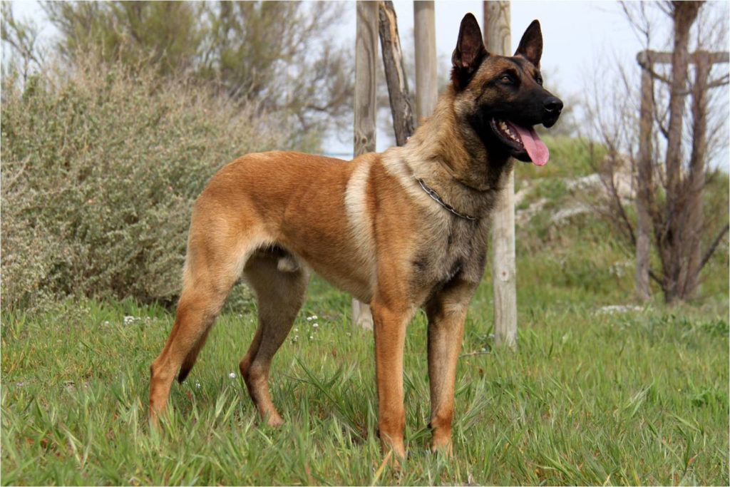 Joeri Goedertier, who owns and operates Redwood Krest K9 Center in Battle Ground, Washington, has trained a number of world champion dogs in his career. Photo courtesy Redwood Krest K9 Center. 