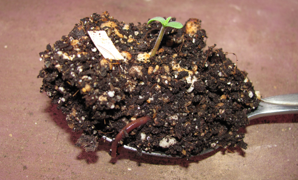 Supernatural sprouts in living TLO soil mix. Photo courtesy The Rev. 