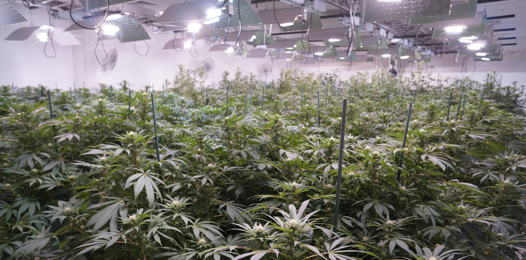A look at the Denver-based grow operation of Kindman. 