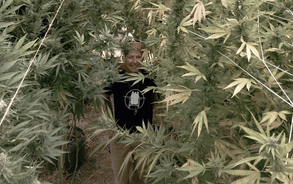 TumbleWeed Farm co-owner Christi Masi stands amid a jungle of Purple Haze. 