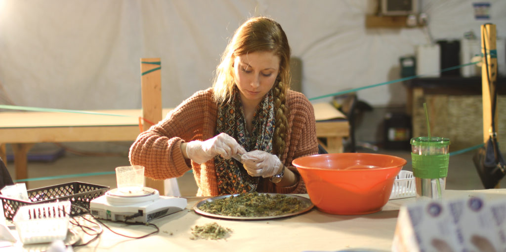 Carlissa Cosens, from Monkey Grass Farms, packages dried marijuana at the company's Wenatchee, Washington facility. 