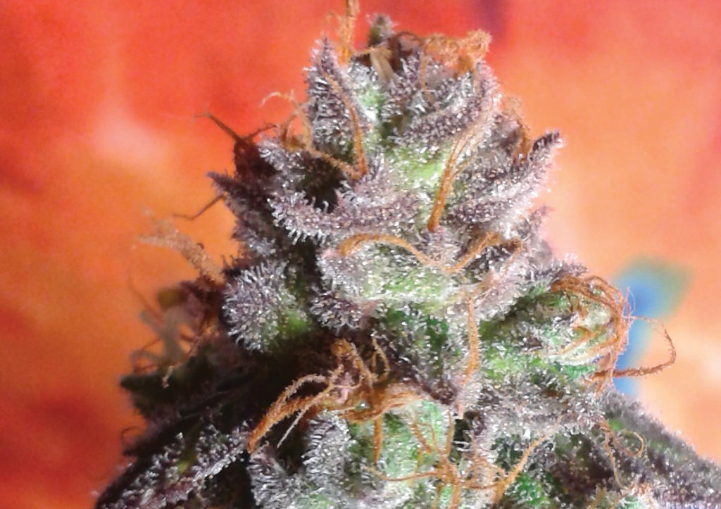 The Querkle strain, a cross between purple Urcle and Space Queen. Photo by Juice Oregrown.