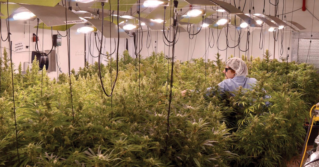 Grower Randy Haugland tends to the plants in one of Db3’s grow rooms. 