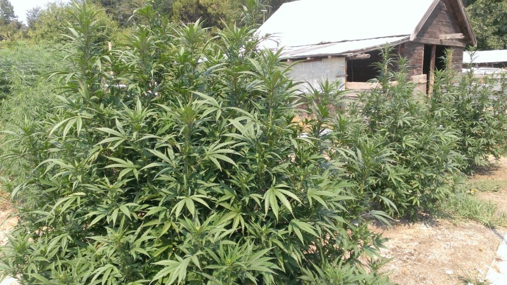 Cannabis plants grown outdoors in Oregon.