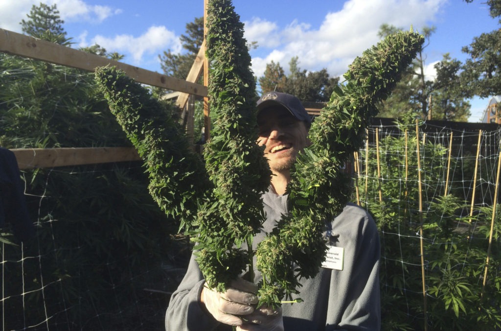 Grower Mike Burroughs of Emerald Twist shows off some monster buds. 