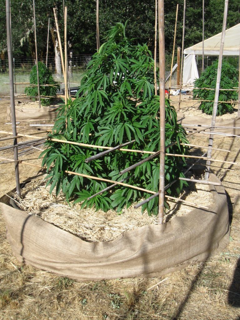 Plant with rice straw and burlap wrap to reduce evaporation and keep roots cool