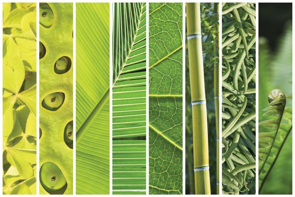 Vegetal green gradation collage