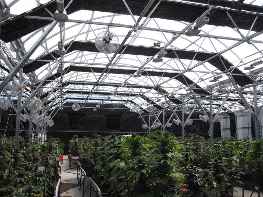 Growing Greenhouse1