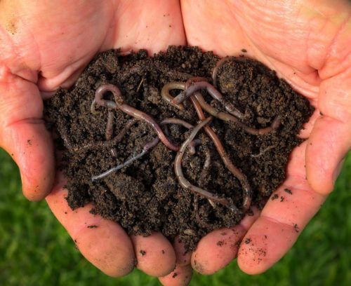 The secret to great soil