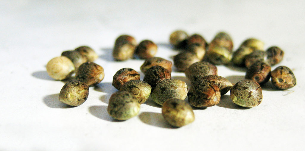 Different types of cannabis seeds