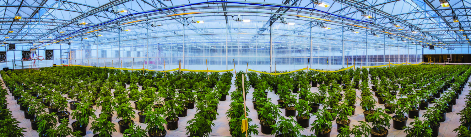 Mary Janes Medicinals uses cannabis that is grown sustainably by Heartland Industries in greenhouses. 