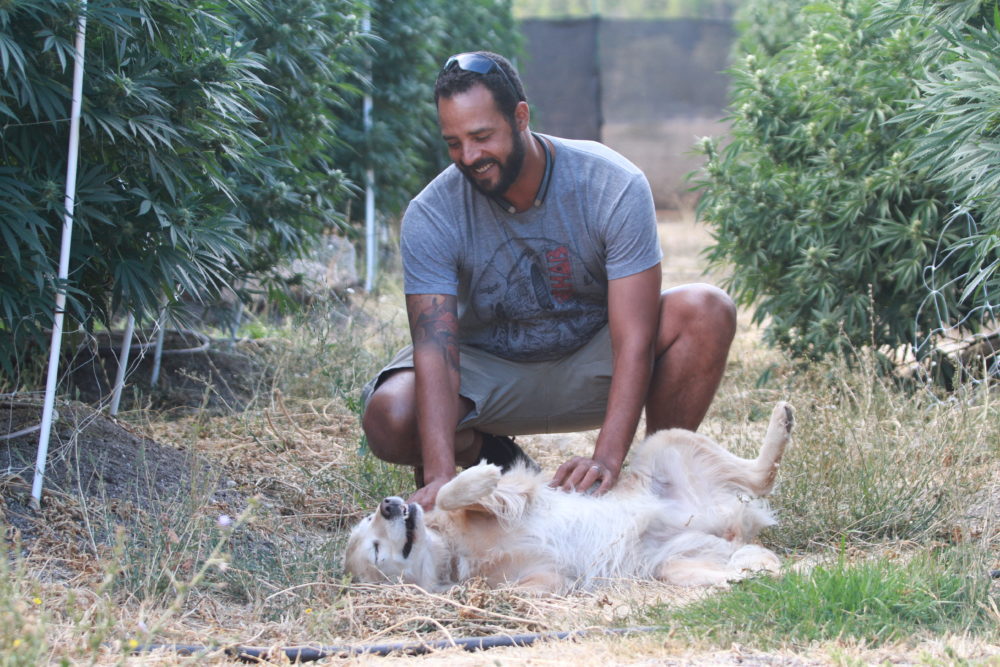 Yusef Guient gives Ulu a belly rub at an Oregon cannabis farm. Photo by Rachel Cavanaugh. 