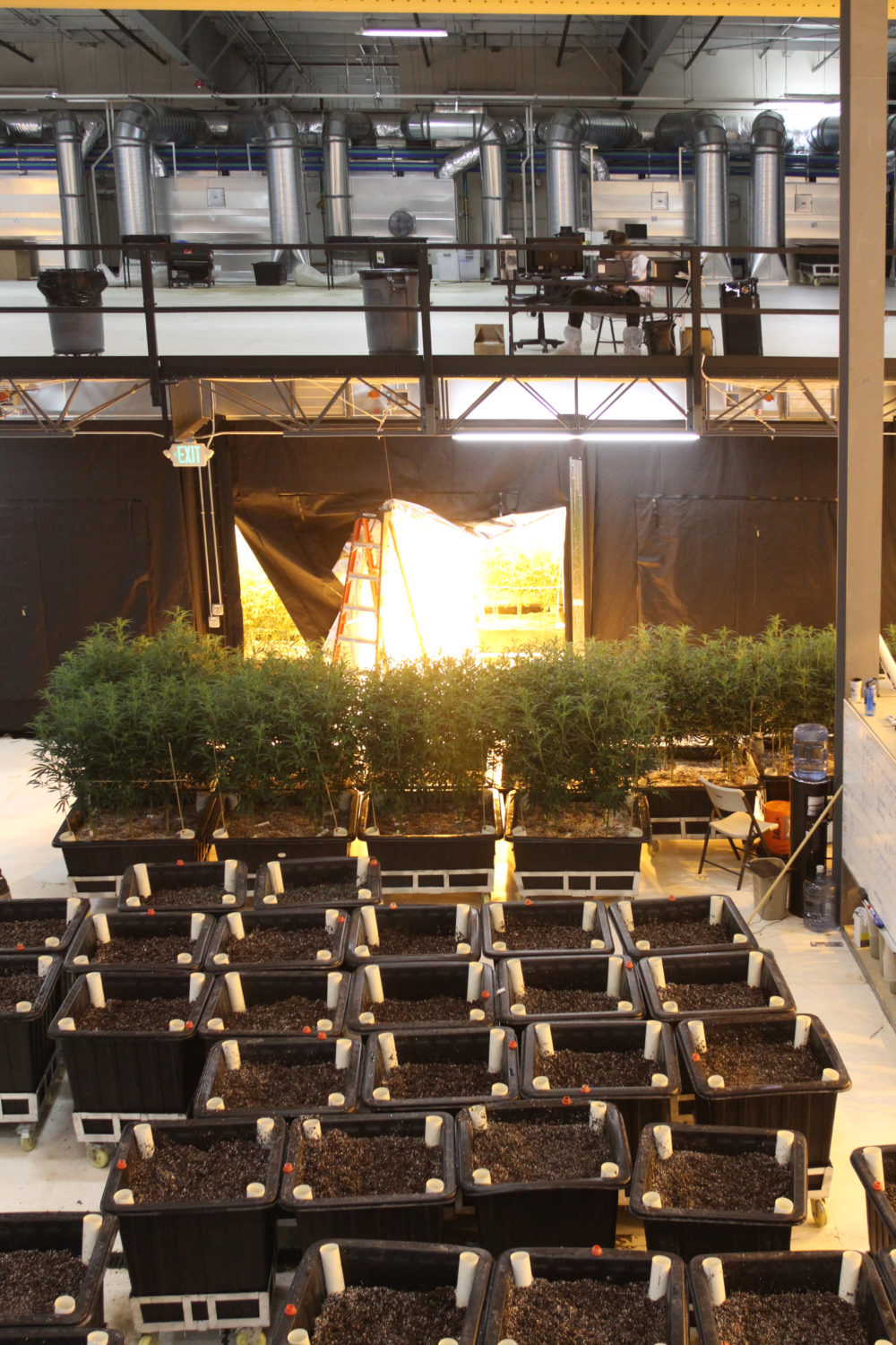 A look at NWCS two-tiered facility. High-pressure sodium lights glow from inside one of the grow rooms while wheeled carts are prepared for the next round of planting. 