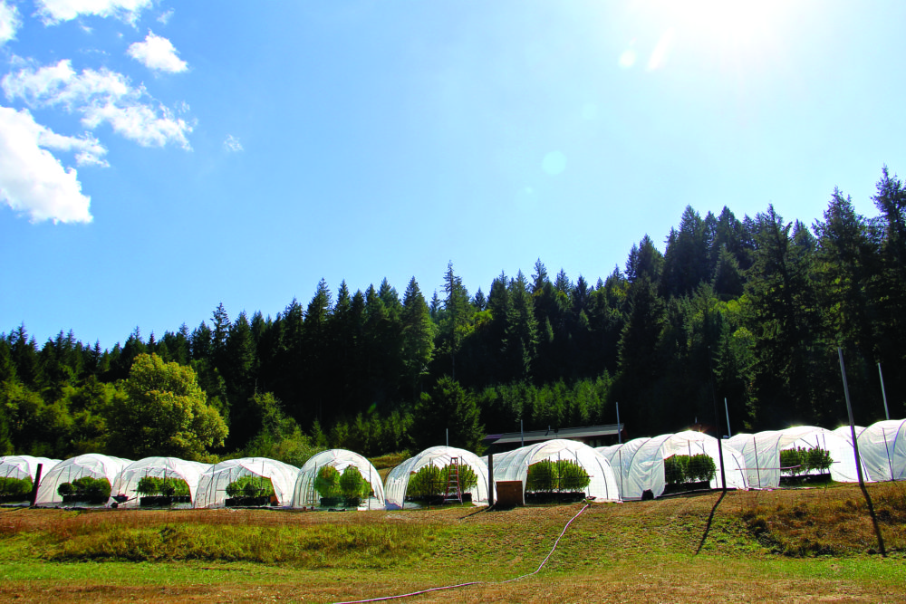 Winberry Farms uses hoop houses and tarps to keep moisture off the plants. 