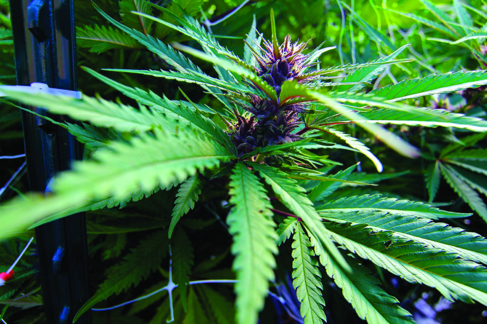 Top strains at the farm include: UW Purple, Gorilla Glue #4, Star Fighter and Fire OG. 