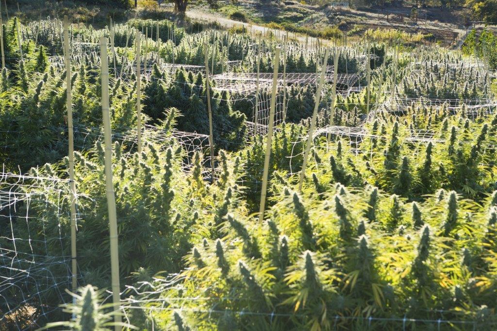 How to grow large marijuana plants