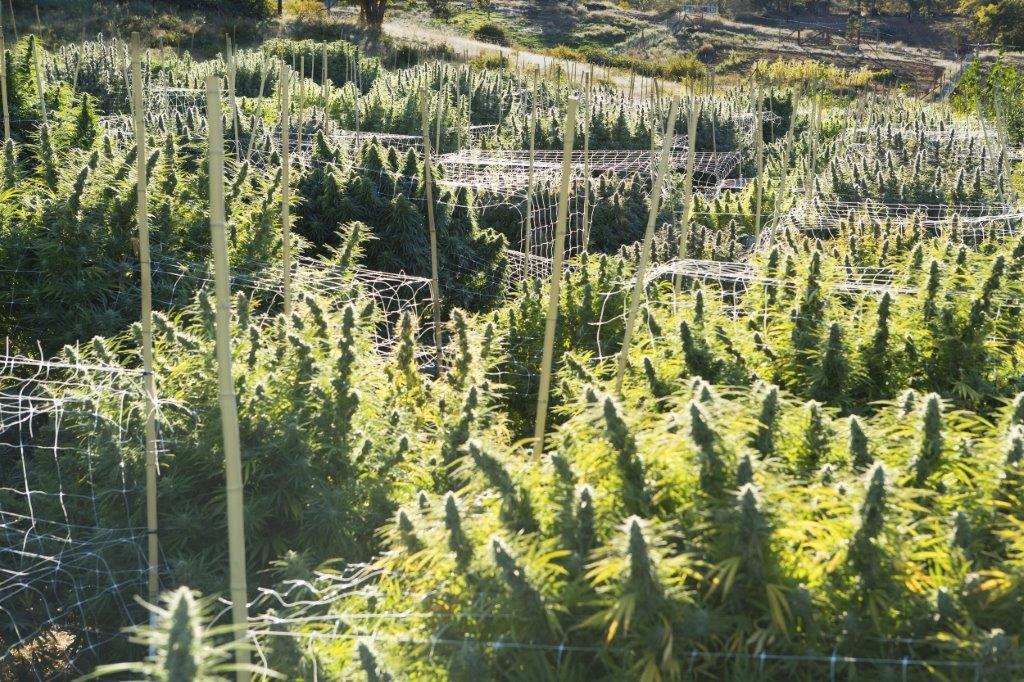 Roganja Growing Massive Marijuana Venture
