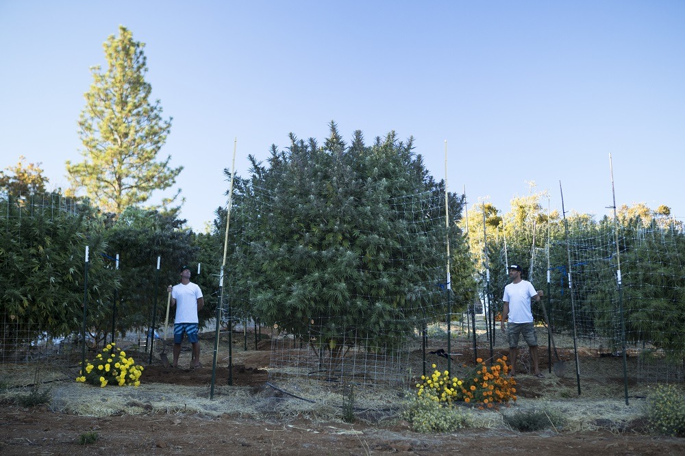 Growing cannabis trees