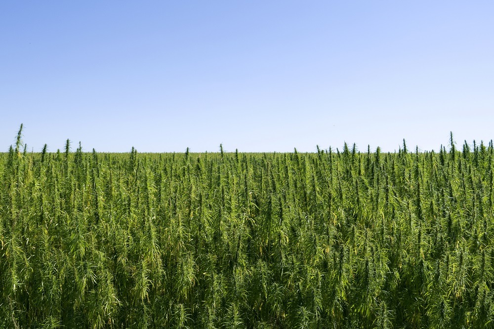 Hemp field