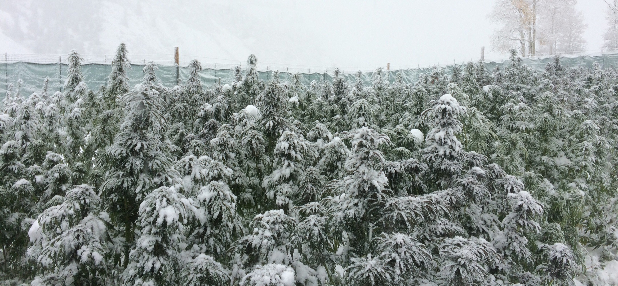 WEB Oct 10 2018 snow on plants in morning Marijuana Venture