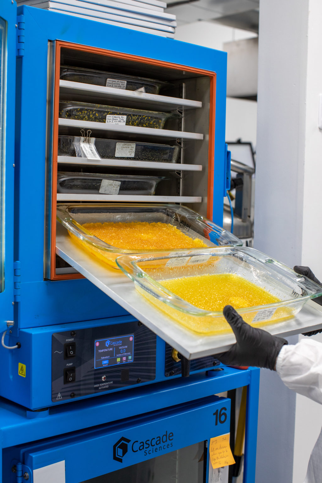 Maximizing Extraction Vacuum Ovens Marijuana Venture