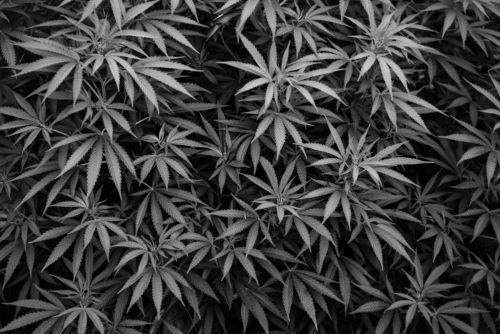 BW Leaves