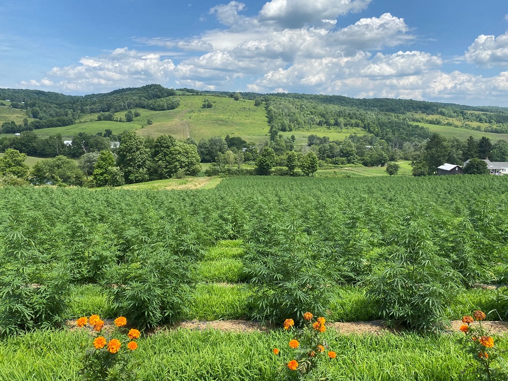 NY Hemp field