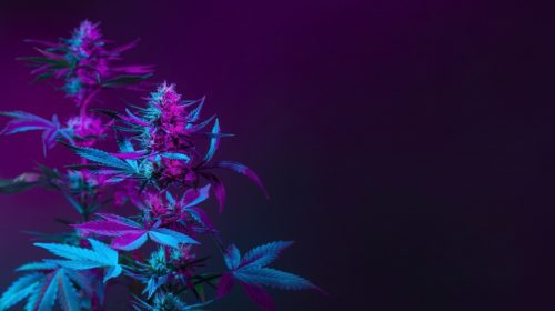 Purp